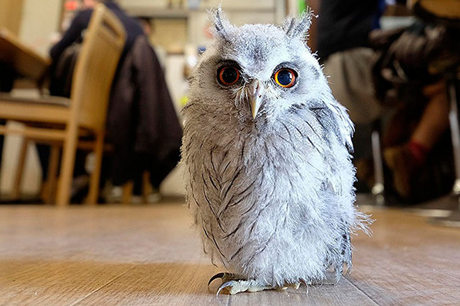 Annie_the_Owl.png Annie_the_Owl.png