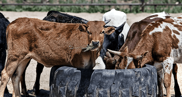 Cows eating from a tractor tyre.png