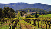wine-field